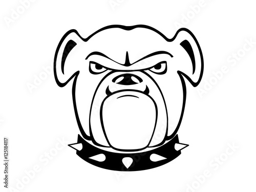 English Bulldog 