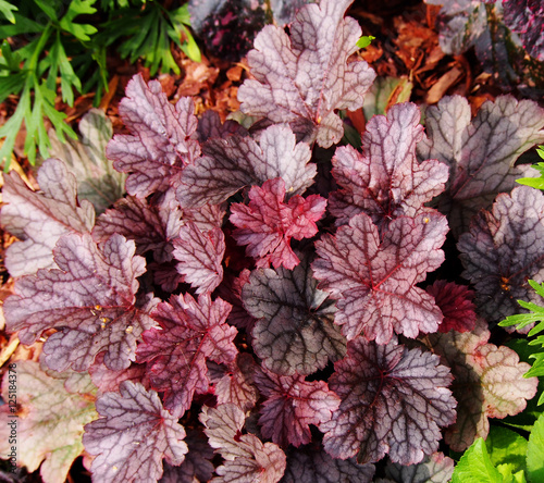 Purple Heuchera 'Milan' - coral bells, alumroot