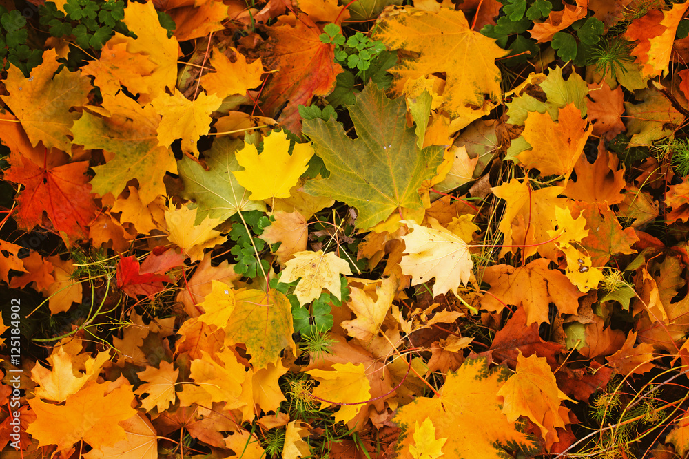 Buntes Laub und Blätter im Herbst