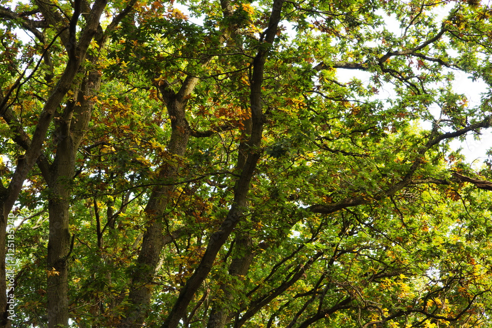 Woodland scene at the start of autumn