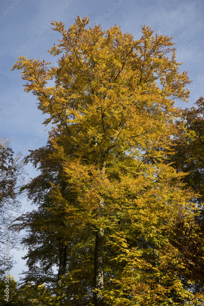 Baum mit gelben Herbstblättern