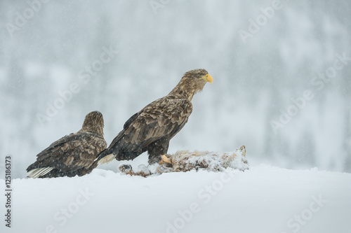 A mated pair of White Tailed Eagles. © andyastbury