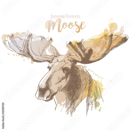 moose head with huge antlers