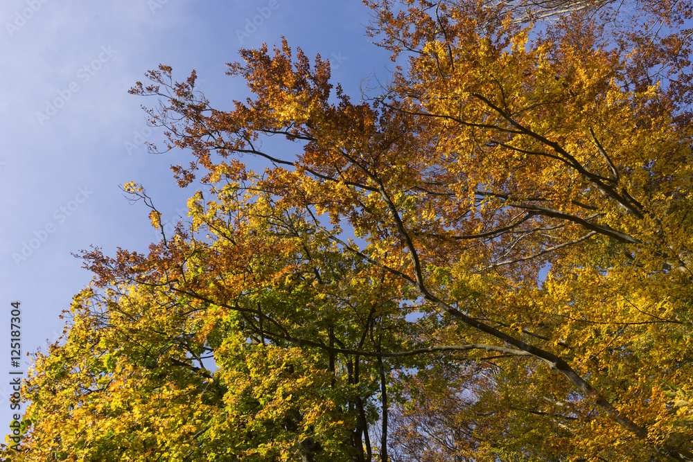 Baumkrone mit bunten Blättern im goldenen Herbst