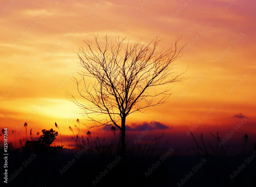 枯れ木と夕景 枯れ木と夕景