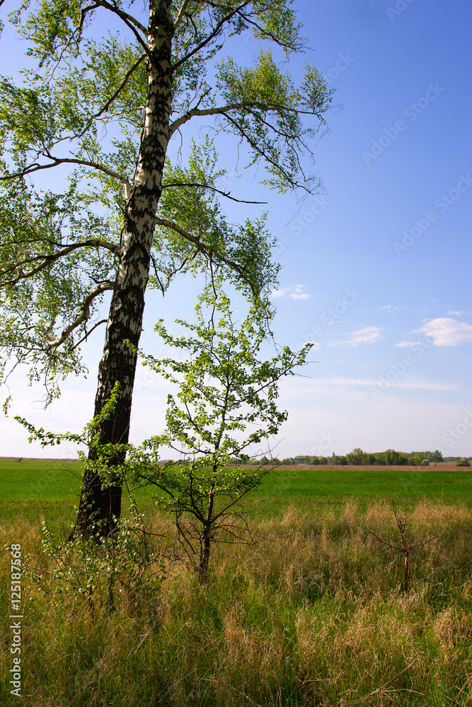 Birch in the field