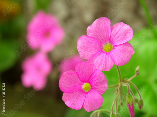 ハナカタバミの花 © smtd3