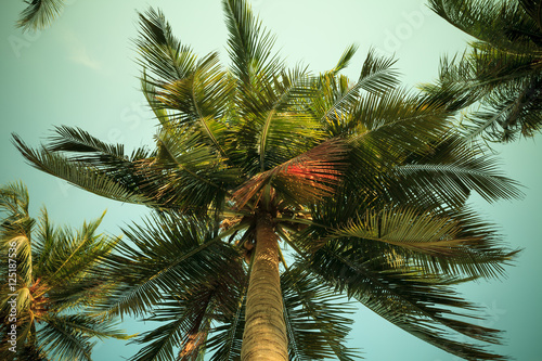 Fototapeta Naklejka Na Ścianę i Meble -  Coconut palm tree on beach with vintage toned.