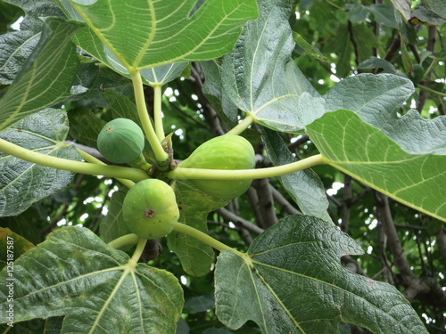 Korsika Murato Friedhof
