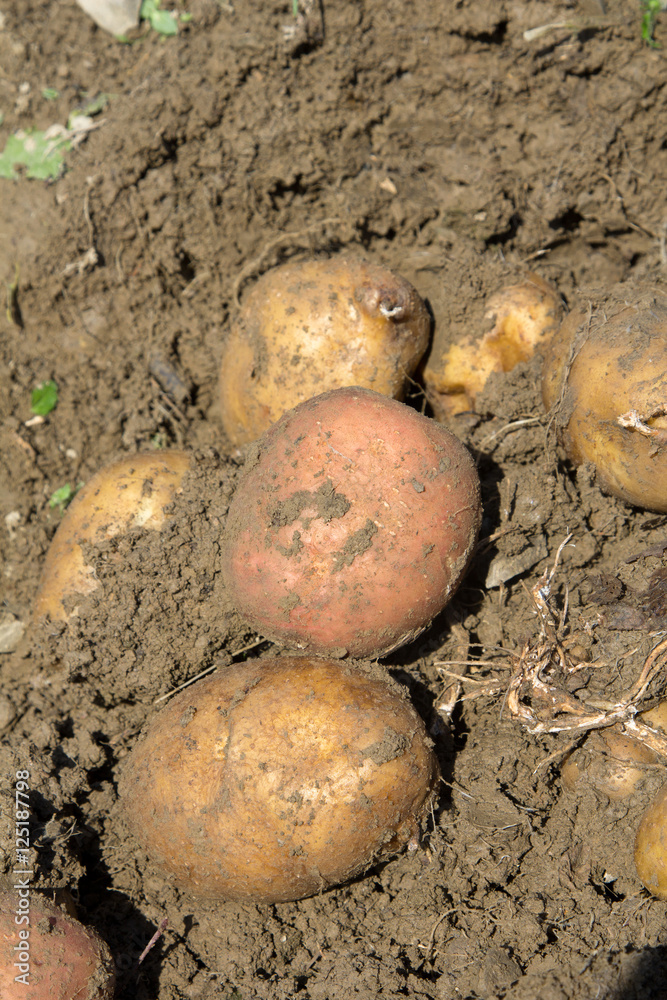 Harvesting potatoes - selective focus Harvesting potatoes - selective focus