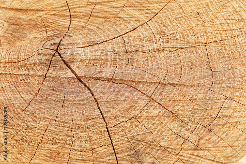 Fototapeta premium Cross section of tree