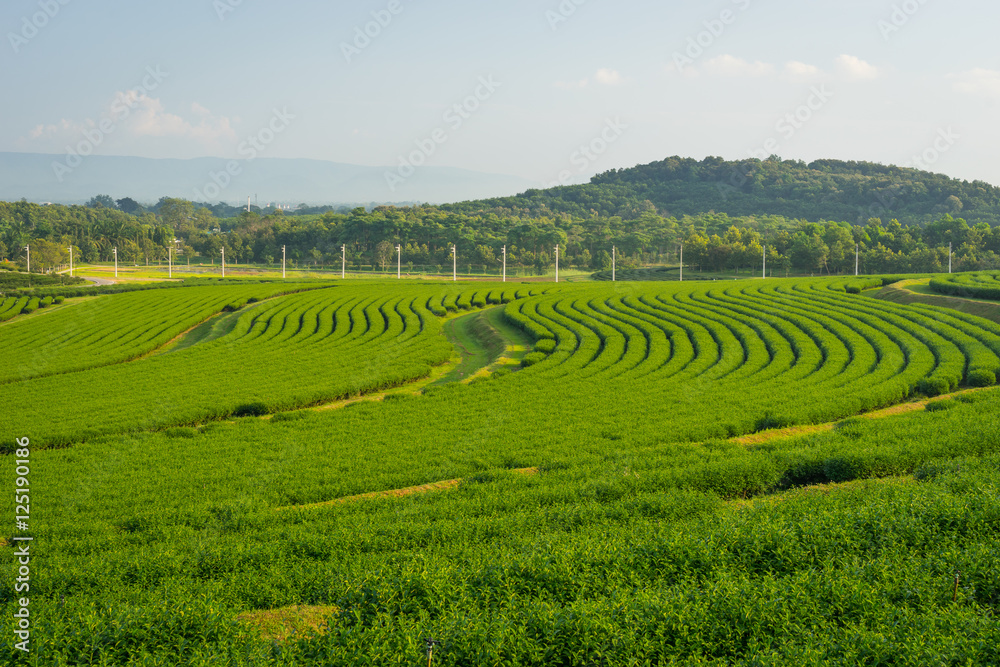 Pattern of Green tea farm in Chiang Rai