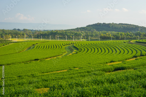 Pattern of Green tea farm in Chiang Rai