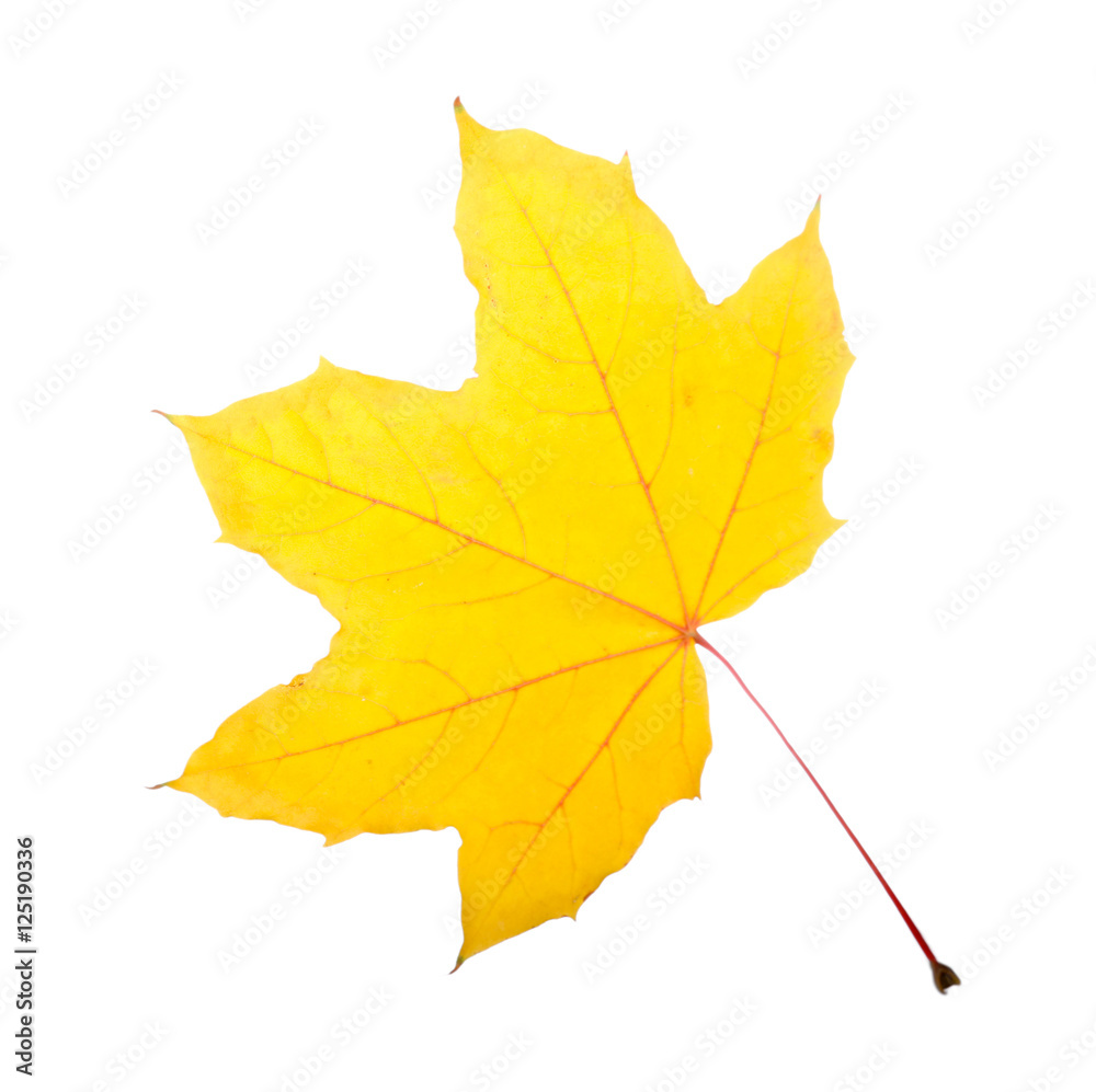 Autumn leaf, isolated on white Autumn leaf, isolated on white
