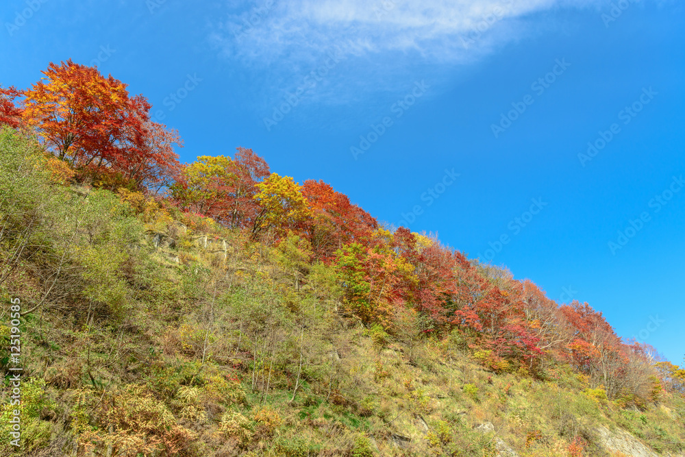 秋空と紅葉 秋空と紅葉