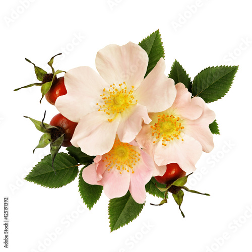 Wild rose flowers and berri...