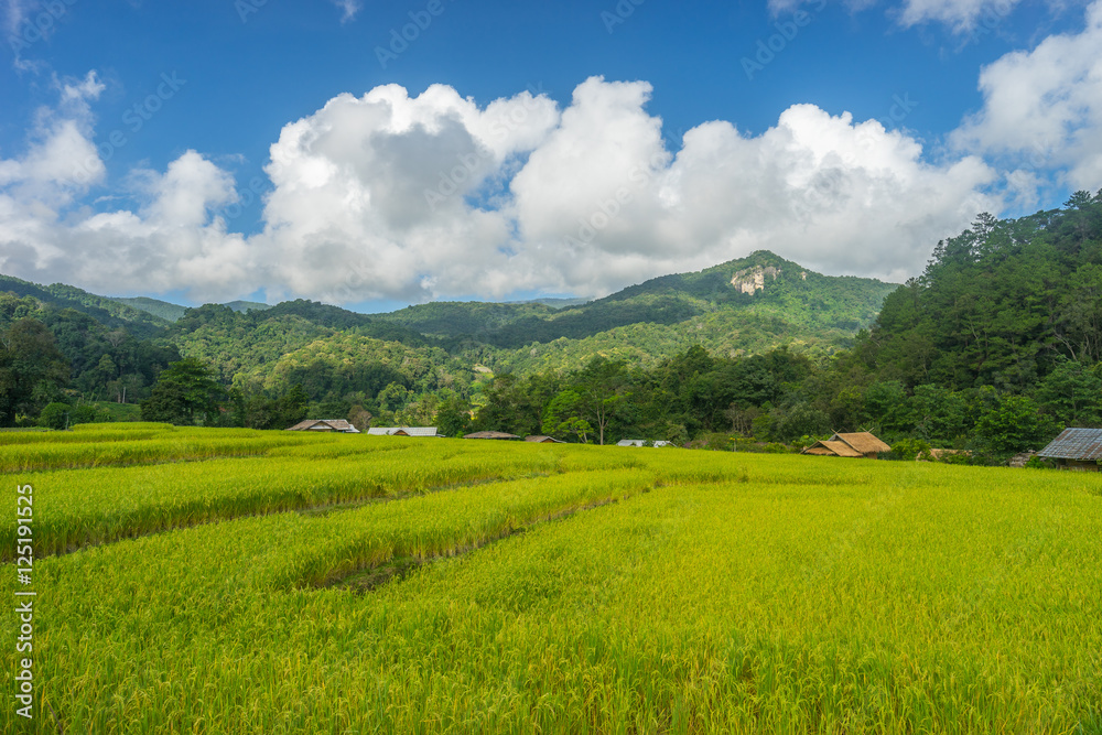 Rice filed at Inthanon mountain, Chiang Mai