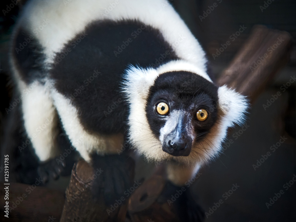 Fototapeta premium Black-and-white ruffed lemur