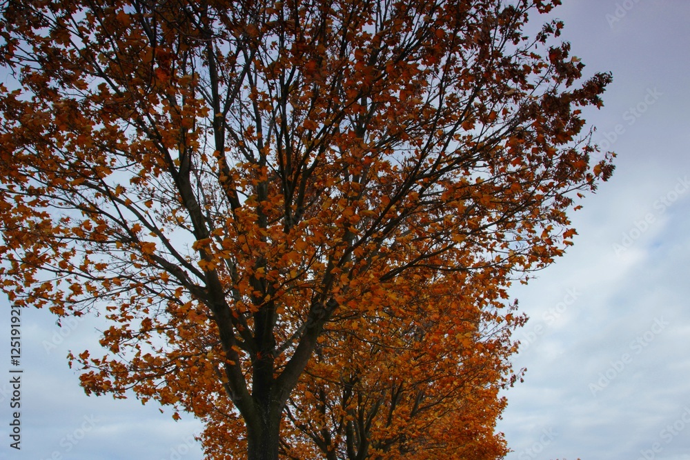 Fototapeta premium Herbsthimmel