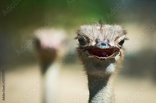 Ostrich © ake
