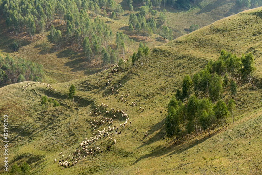 Flock of sheep. Countryside in Apuseni Mountains, Romania