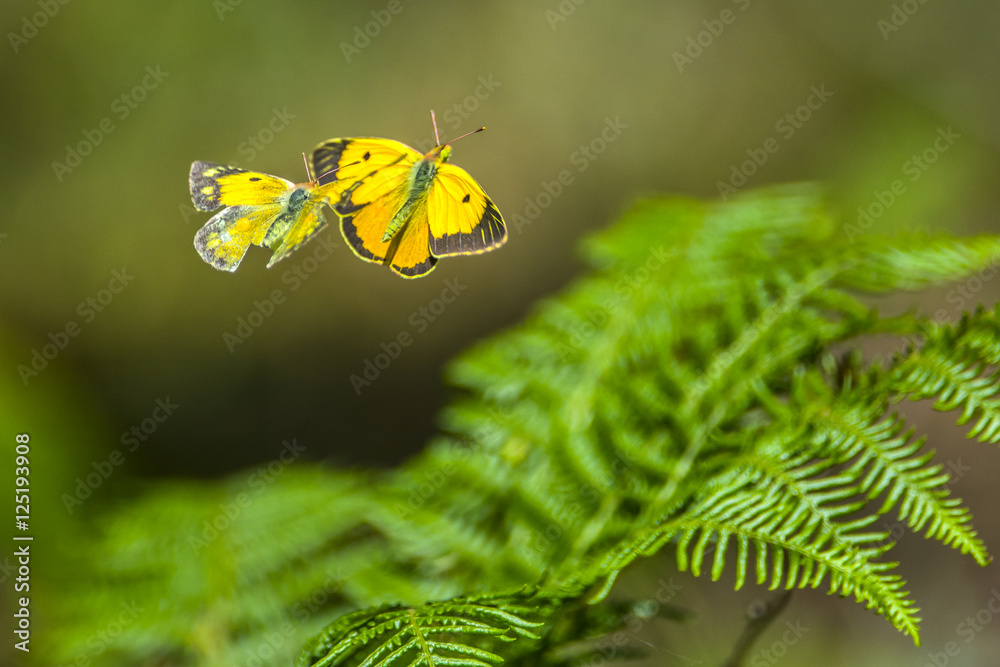 farfalla