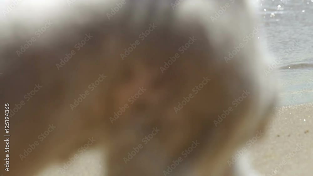 Man and woman going on the sand barefoot. The dog looks into the camera lens. FHD video. Man and woman going on the sand barefoot. The dog looks into the camera lens. FHD video.