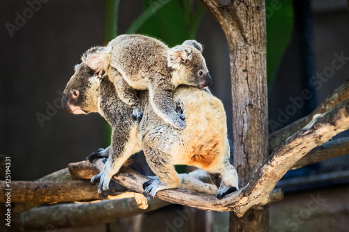 Photography Koala bear