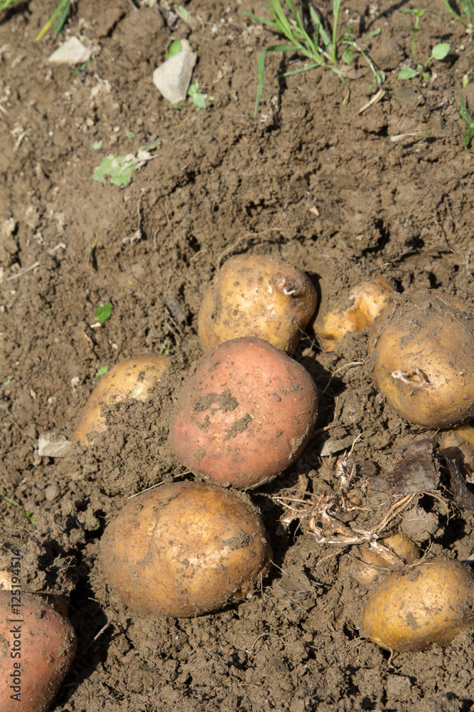 Harvesting potatoes - selective focus Harvesting potatoes - selective focus
