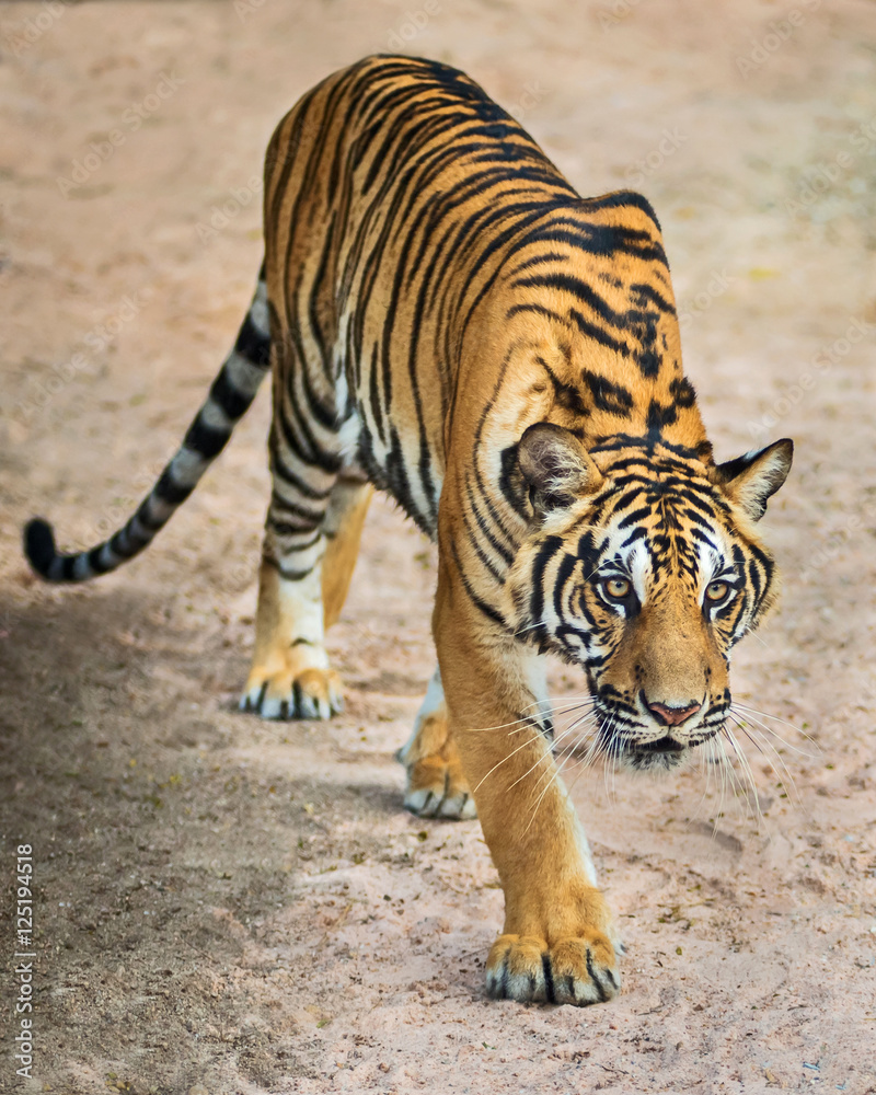 Fototapeta premium Tiger