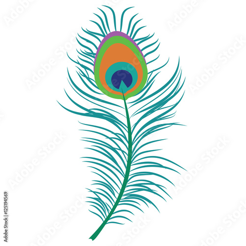 Peacock feather vector