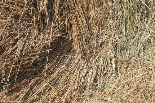 Fotografie Foin