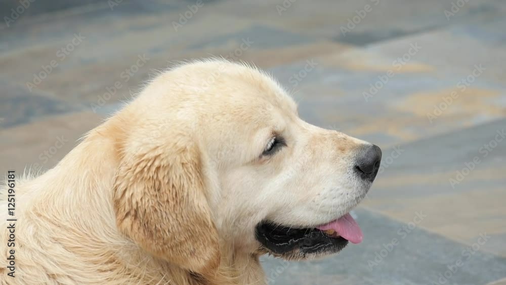 Sitting dog turning head on a call. Close up portrait of a golden retriever Sitting dog turning head on a call. Close up portrait of a golden retriever
