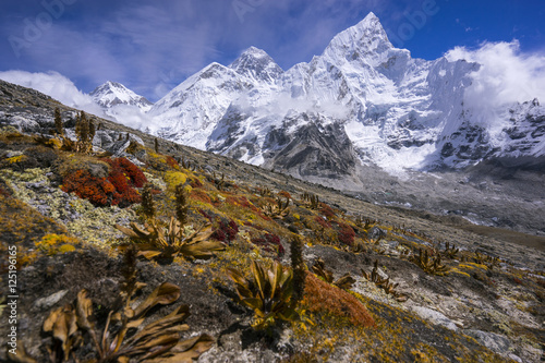 Everest from the way to Kala Pattar. Gorak Shep. with dry plant as foreground. During the way to Everest base camp. Sagarmatha national park. Nepal.