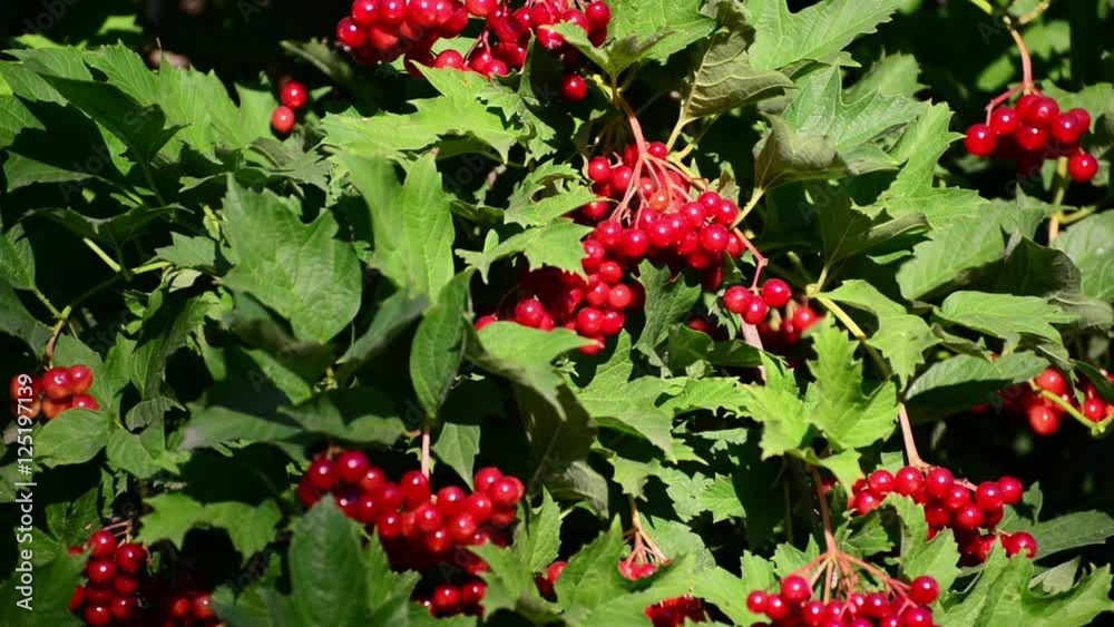 Ripe viburnum berries in late summer Ripe viburnum berries in late summer