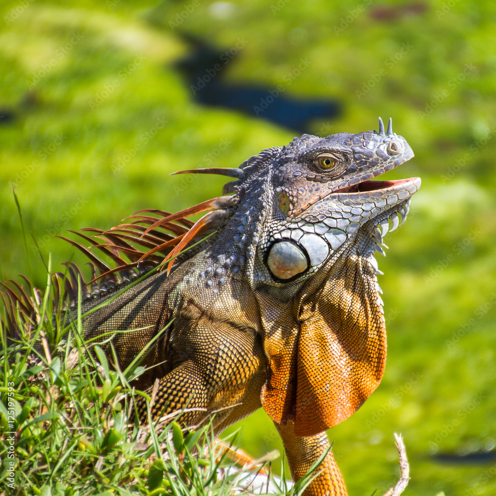 Fototapeta premium Iguana reptile