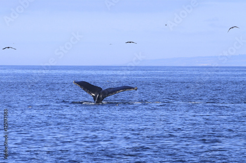 Queue de baleine grise