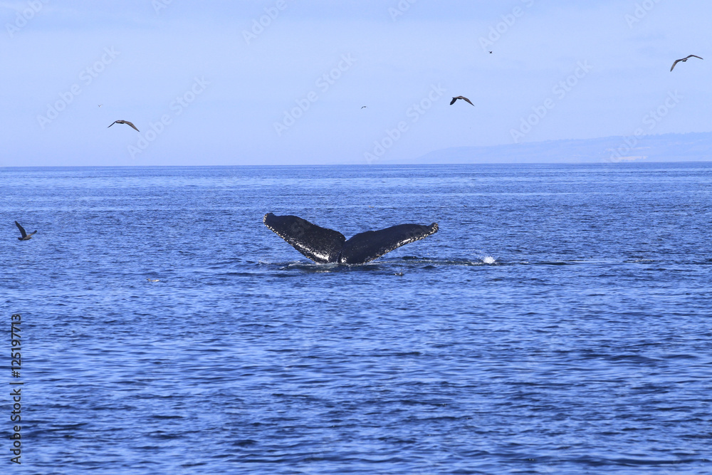 Fototapeta premium Queue de baleine grise
