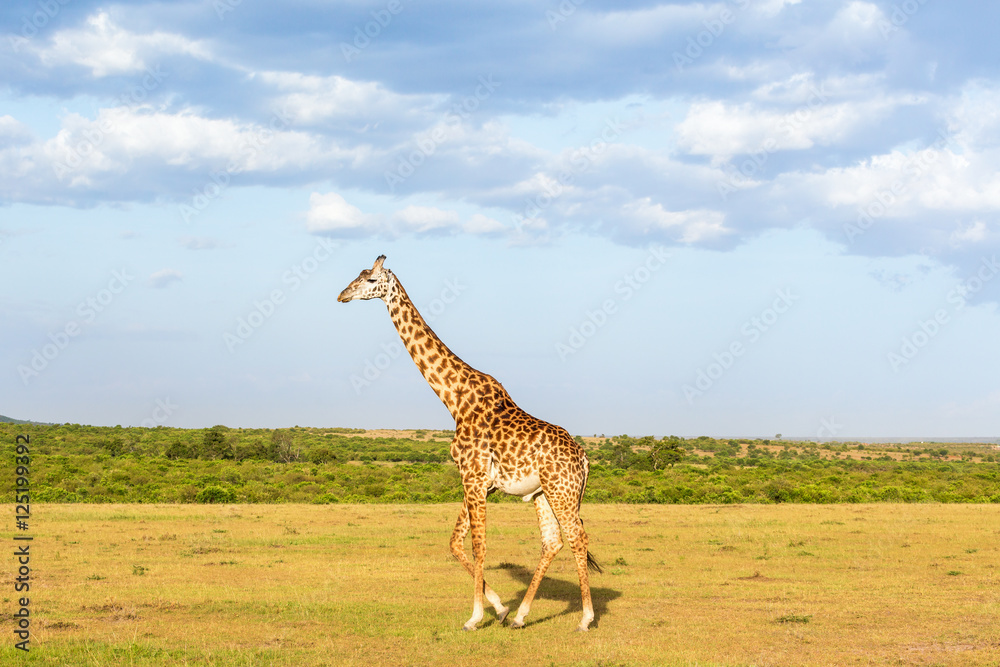 Obraz premium Giraffe walking