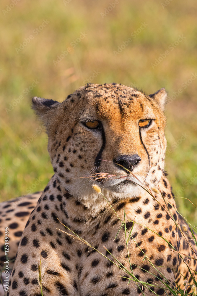 Naklejka premium Cheetah