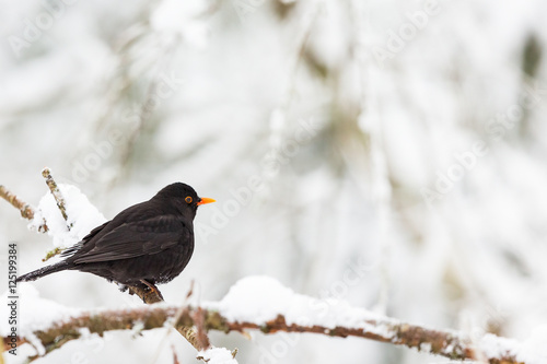 Blackbird on a branch with snow in the winter forest
