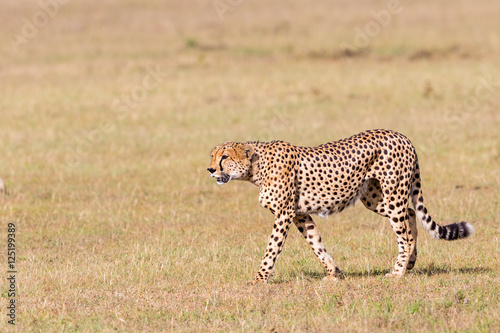 Cheetah walking in grass