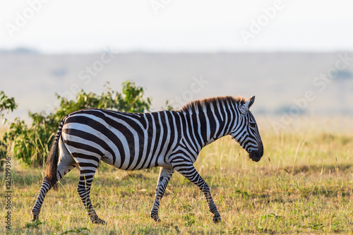 Zebra walk on the savannah