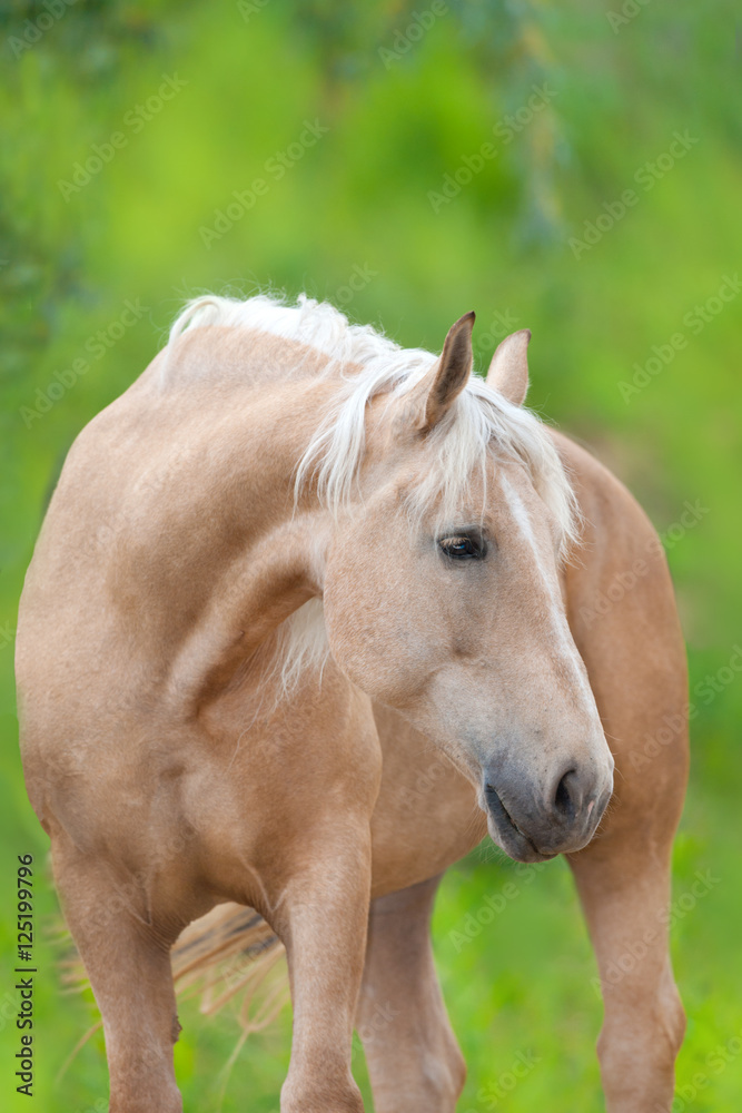 Obraz premium Portret konia Palomino odkryty