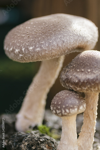 Shiitake Mushrooms close-up