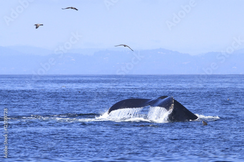 queue de baleine grise © fannyes