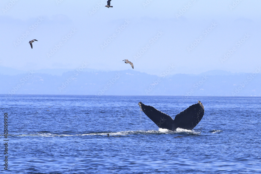 Naklejka premium queue de baleine grise