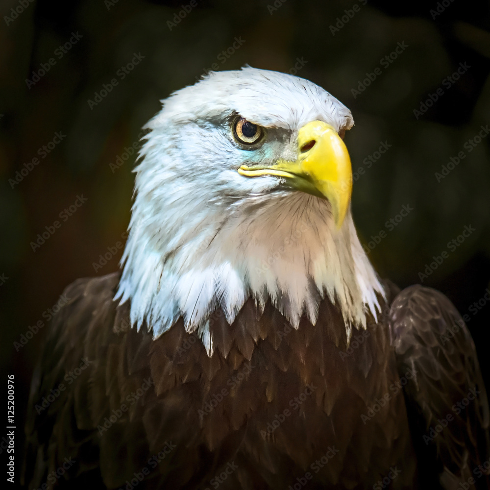 Bald eagle Bald eagle