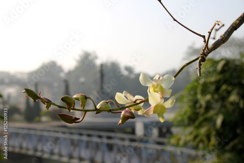 Fototapeta Naklejka Na Ścianę i Meble -  orchids flowers