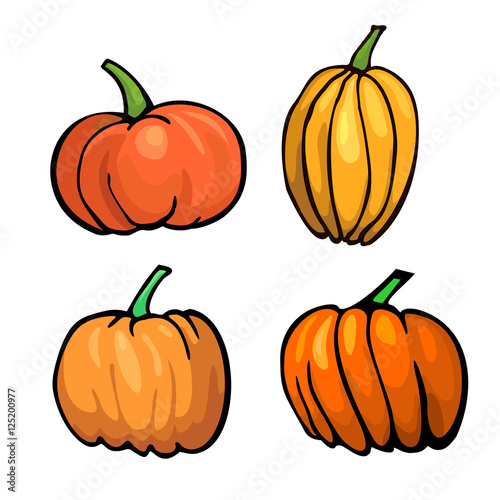 Pumpkins collection for Thanksgiving day design. Fresh orange pumpkins isolated on white background. Autumn harvest symbol. Vector illustration 